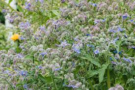 Best flowers for vegetable garden zone 7. 9 Best Flowers For The Vegetable Garden