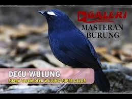 Kicau burung decu wulung atau cingcoang biru gacor untuk mas. Blog Archives Idealmote