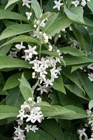 Image result for Cynanchum