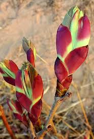 Image result for Rawsonia burtt-davyi