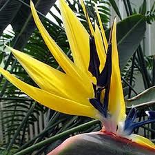 Strelitzia Reginae Bird Of Paradise Plant Varieties Rare Unusual Garden Greenhouse Conservatory Seeds Mandela Strelitzia Reginae Flores Tropicais Arranjos De Flores Tropicais Arbustos