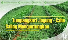 We did not find results for: Tumpangsari Tanaman Jagung Cabe Saling Menguntungkan Tanilink