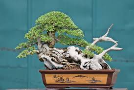 Image result for Pemphis