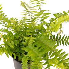 If your boston ferns are turning brown, investigate the probable causes and understand the possible cures. Nevada Boston Fern