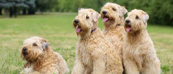 This usually results in the dog being shaved. Soft Coated Wheaten Terrier All About Dogs Orvis