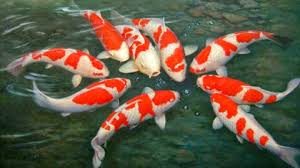Cara Mudah Pelihara Ikan Koi Agribisnis Co Id