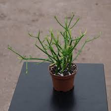 Image result for Euphorbia tirucalli