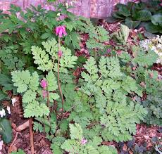 Outdoor beds find a location where the soil drains well. Bleeding Heart How To Grow Dicentra Spectabilis