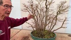 Bonsai Forests And Groups Youtube