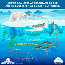 arctic sea ice day food chain polar bears international