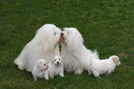 In the 1970s and was a favorite among royals and the wealthy. Coton De Tulear Price Range Coton De Tulear Puppies For Sale Cost