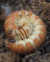 Black And Yellow Millipede Xystodesmid Millipede Coosa Valley Prairies Area Floyd County Georgia 2 Floyd County Millipede Amazing Nature
