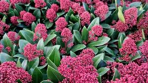 Image result for Rutaceae