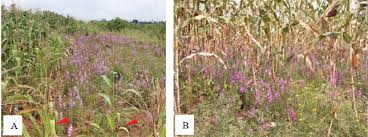 Image result for Striga aspera