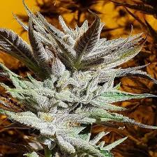 Compare old norse höss (grey), akin to old english hasu (gray). Verkauf Regularer Segerbloom Haze F2 Samen Von Dark Horse Genetics