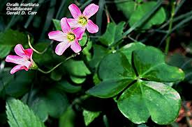 Image result for Oxalidaceae