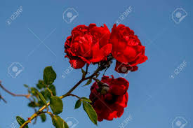 Sky blue rose flower wallpaper. Three Beautiful Tea Roses Odorata Of Scarlet Color With Shiny Velvety Petals On One Twig On The Background Of A Gentle Blue Sky Natural Organic Background For Invitation Wallpaper Or Postcard Stock