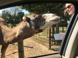 After he finishes the crisps, he attempts to gnaw on the driver's arm. Family Fun Tennessee Safari Park Great For All Ages