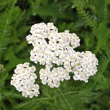 Image result for Achillea millefolium