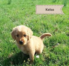 Maybe you would like to learn more about one of these? Red Golden Retriever Puppies In Perryville Missouri Hoobly Classifieds