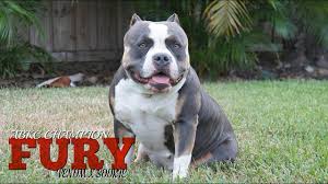 How Much Does An American Bully Cost Bully King Magazine