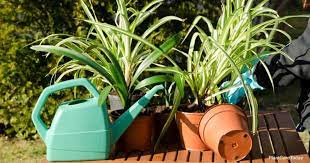 Tips On How To Water Spider Plants