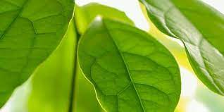 Jadi gambar tersebut tidak hanya sekedar. 5 Manfaat Daun Alpukat Untuk Kesehatan Bantu Redakan Sesak Napas Merdeka Com