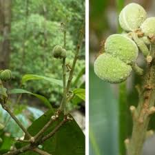 Image result for Paranecepsia alchorneifolia