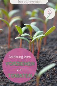 Tomaten säen, wann ist die beste zeit dafür? Tomaten Vorziehen Und Aussaen Tomaten Garten Tomaten Zuchten Tomaten Pflanzen