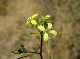 Sisymbrium Altissimum ile ilgili görsel sonucu
