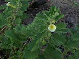 Image result for Pedalium murex