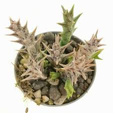 Image result for Orbea dummeri