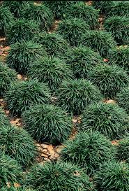 Ophiopogon japonicus and the dwarf variety, ophiopogon japonicus 'nana' plant type: Dwarf Mondo Grass Dwarf Mondo Grass Mondo Grass Edging Plants