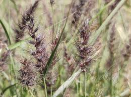 Image result for Cyperus rigidifolius