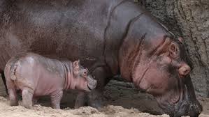 Image result for picture of a hippo
