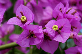 Image result for Nyctaginaceae