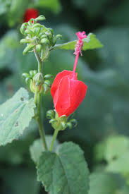 Image result for Malvaviscus