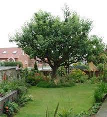 Bramley Apple Tree Dream Backyard Apple Tree Garden Trees