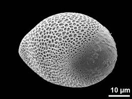 Image result for Astropanax goetzenii