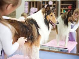 Looking to get your furry friend a bath or full groom.well,look no further we always handle with care. Pet Grooming The Pink Poodle Spa Boutique Bakery
