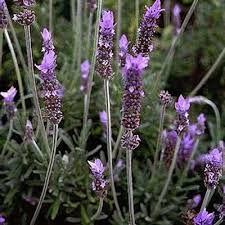 Image result for Lavandula dentata