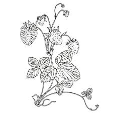 All parts of this plant is extremely poisonous. Black White Botanical Collection Botanical Illustration Studio By Anna Farba