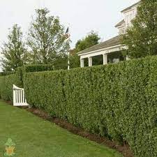 Wax myrtle is an evergreen tree that may grow 20 to 25 feet tall, but usually is much shorter. Gc6zr7v Southern Wax Myrtle Traditional Cache In Florida United States Created By K E T