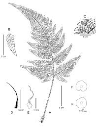 Image result for Dryopteris