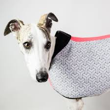 Pin Von Sabina B Auf Iggies Greyhounds