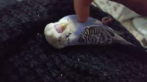 muhabbet kusu egitimi ac birakmaya gerek yok sen ilgilen yeterki fish pet pets animals