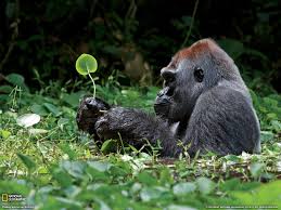 60 Nature At It S Own National Geographic Ideas National Geographic Nature Pictures Looking for the best national geographic wallpaper? national geographic