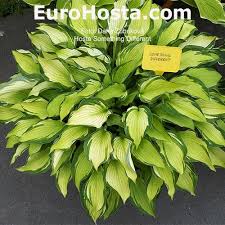 Whata you have that i don't have ooh i would do it differently but ya know that. Hosta Something Different Eurohosta