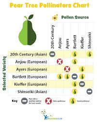 Pear Tree Pollinators Chart Fruit Bearing Trees Trees
