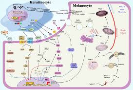 Frontiers | Inflammatory response: The target for treating  hyperpigmentation during the repair of a burn wound